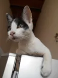 Gato raça Indefinida idade 2 a 6 meses nome Neguina e Pintada