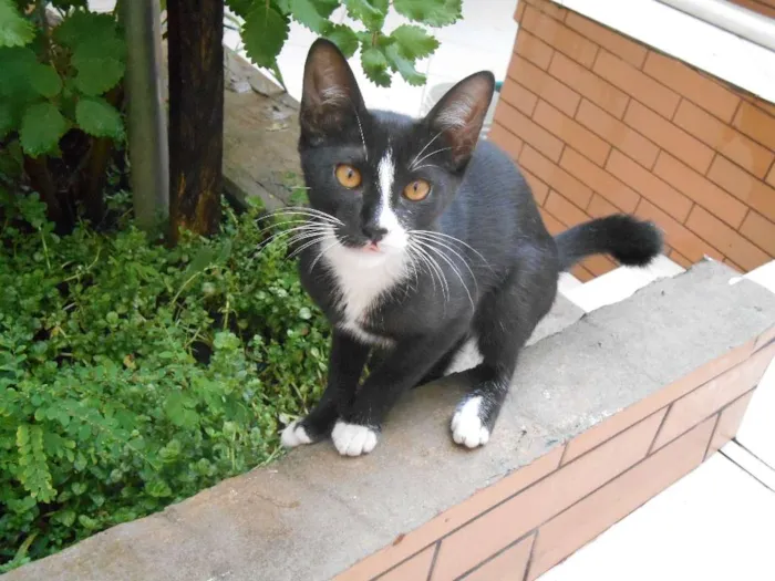 Gato raça Indefinida idade 2 a 6 meses nome Neguina e Pintada