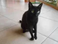 Gato raça Indefinida idade 2 a 6 meses nome Neguina e Pintada