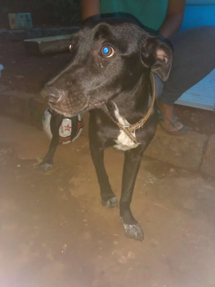 Cachorro raça sem raça idade 7 a 11 meses nome Paloma