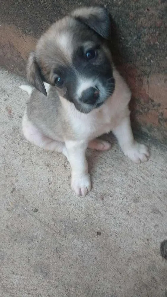 Cachorro ra a Indefinida idade 2 a 6 meses nome Kim
