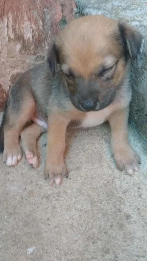 Cachorro ra a Indefinida idade 2 a 6 meses nome Nino
