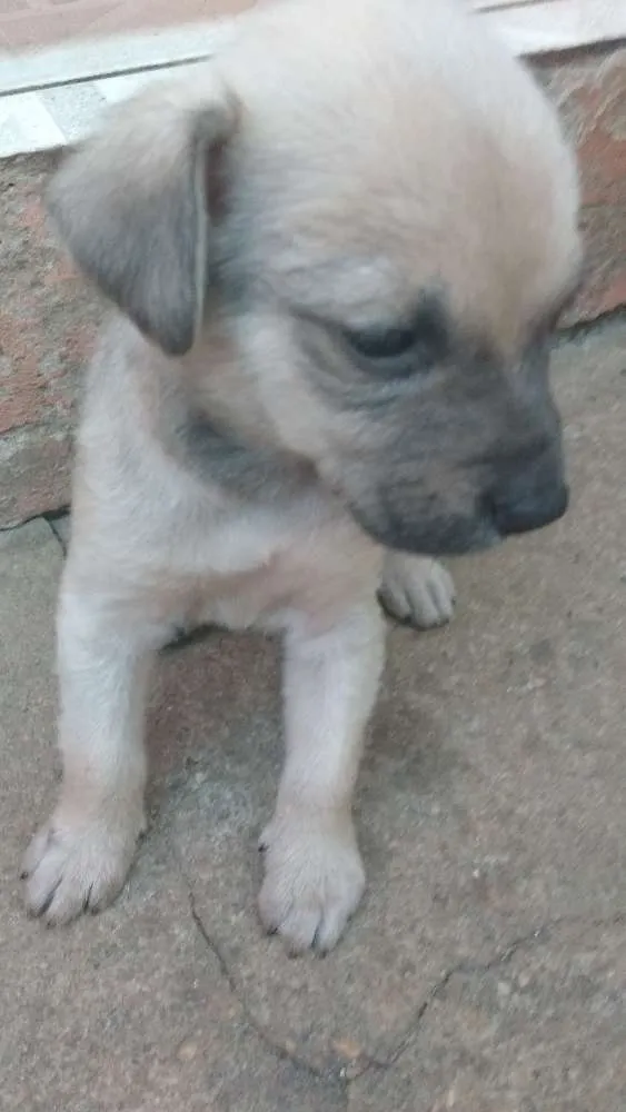 Cachorro ra a Indefinida idade 2 a 6 meses nome Ceci