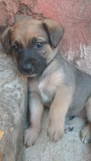 Cachorro raça Indeterminada idade 2 a 6 meses nome Nina