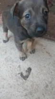 Maia