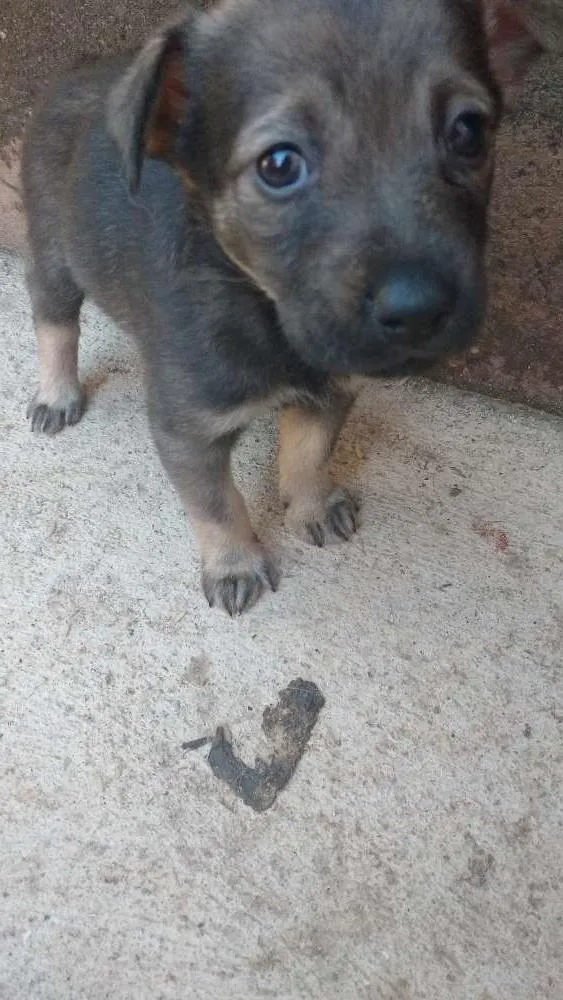 Cachorro ra a Inderteminada idade 2 a 6 meses nome Maia