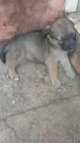 Brisa