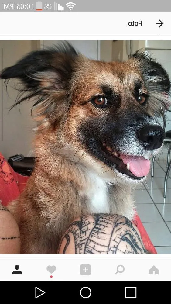 Cachorro ra a Indefinida idade 3 anos nome Lili