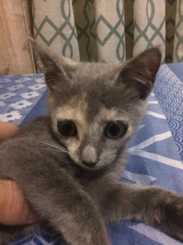 Gato ra a Sem raça idade 2 a 6 meses nome Sem nome