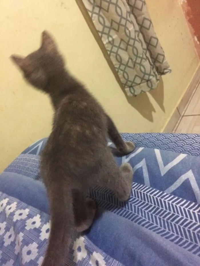 Gato ra a Sem raça idade 2 a 6 meses nome Sem nome