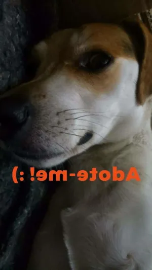 Cachorro raça SRD idade 1 ano nome Crianço