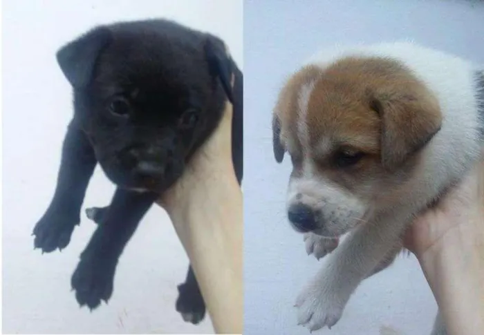 Cachorro ra a Mãe vira lata e pai Akita idade Abaixo de 2 meses nome Não tem nomes ainda
