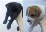Cachorro raça Mãe vira lata e pai Akita idade Abaixo de 2 meses nome Não tem nomes ainda