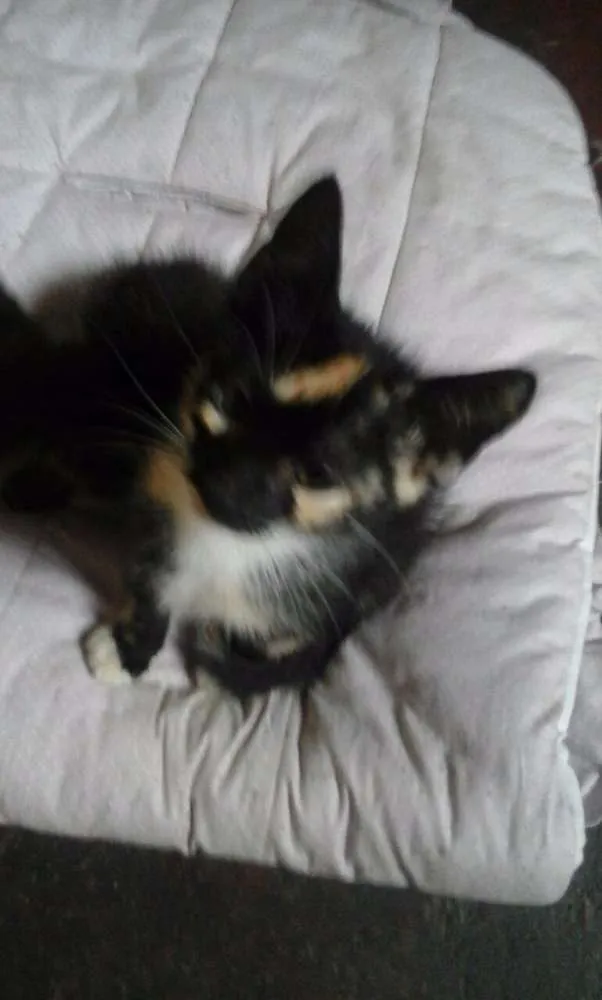 Gato raça raça não defenida idade 2 a 6 meses nome Lola,Ana,Fred,Malhad