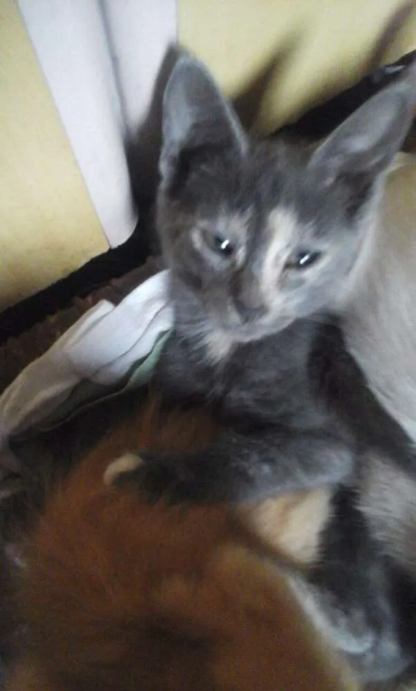 Gato raça raça não defenida idade 2 a 6 meses nome Lola,Ana,Fred,Malhad