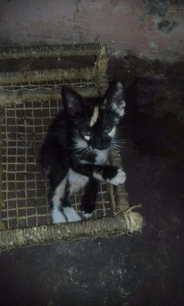 Gato raça raça não defenida idade 2 a 6 meses nome Lola,Ana,Fred,Malhad