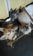 Lola,Ana,Fred,Malhad