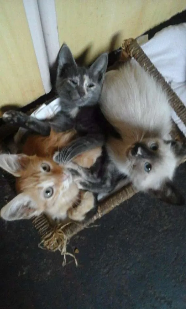 Gato raça raça não defenida idade 2 a 6 meses nome Lola,Ana,Fred,Malhad