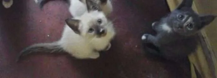 Gato raça raça não defenida idade 2 a 6 meses nome Lola,Ana,Fred,Malhad