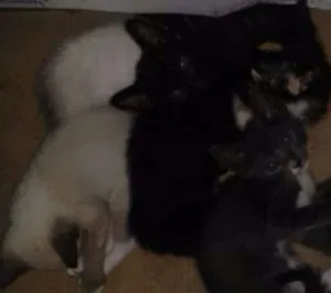Gato raça raça não defenida idade 2 a 6 meses nome Lola,Ana,Fred,Malhad