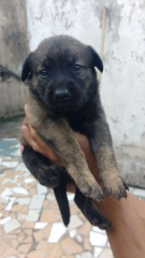 Cachorro ra a Vira lata  idade Abaixo de 2 meses nome Sem nome