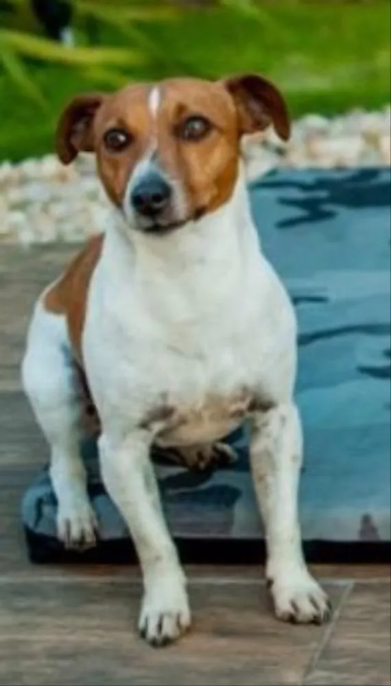 Cachorro ra a Jack Russel idade 6 ou mais anos nome Maylow