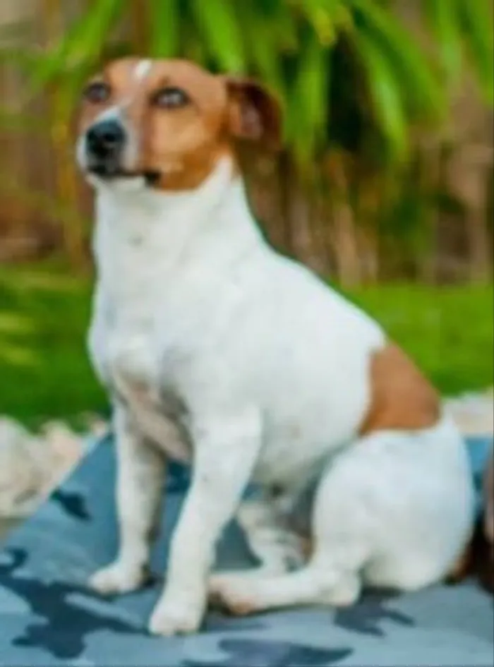 Cachorro ra a Jack Russel idade 6 ou mais anos nome Maylow