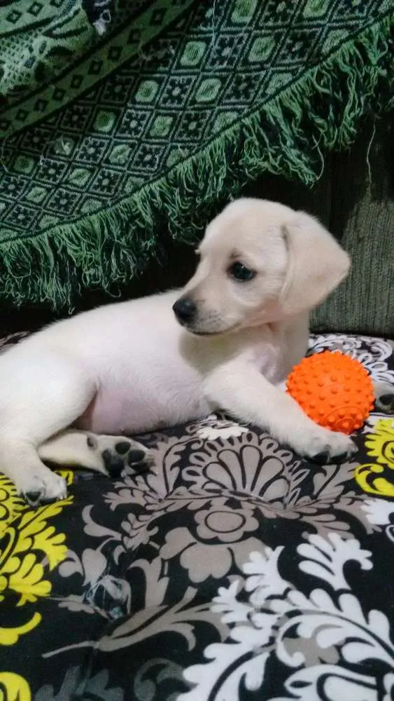 Cachorro raça  idade 2 a 6 meses nome Cristal