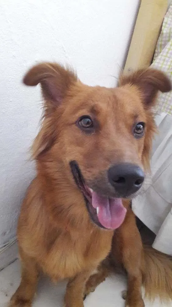 Cachorro ra a Indefinida idade 1 ano nome Duquesa