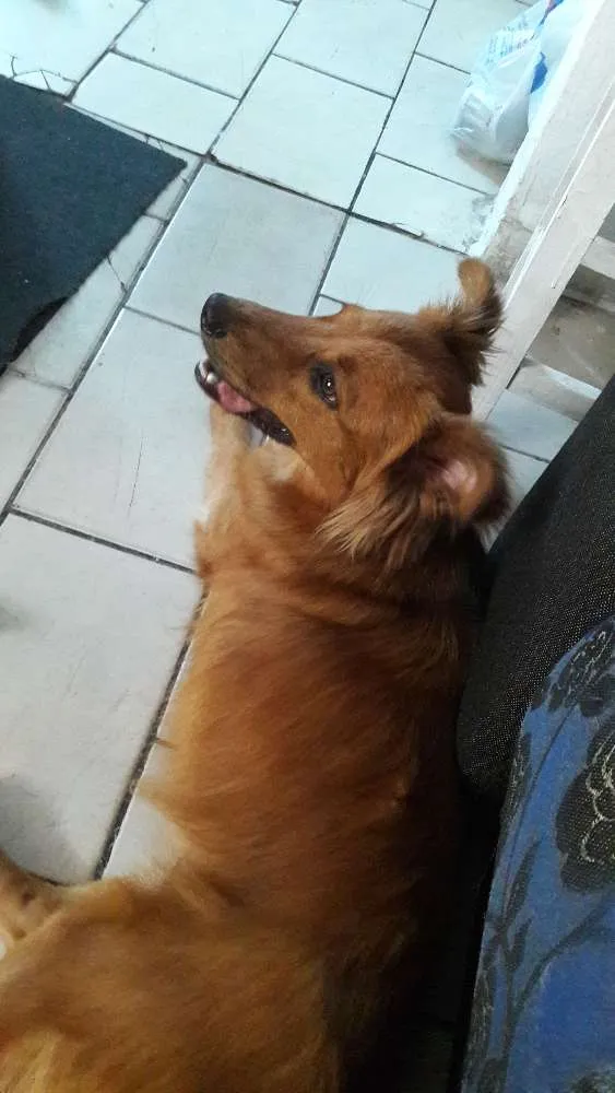 Cachorro ra a Indefinida idade 1 ano nome Duquesa