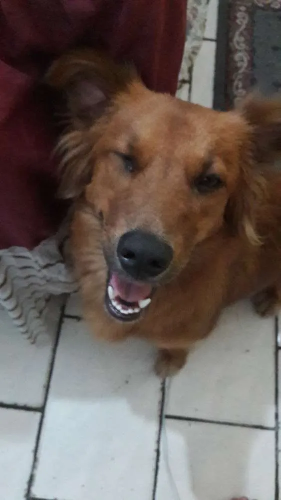Cachorro ra a Indefinida idade 1 ano nome Duquesa