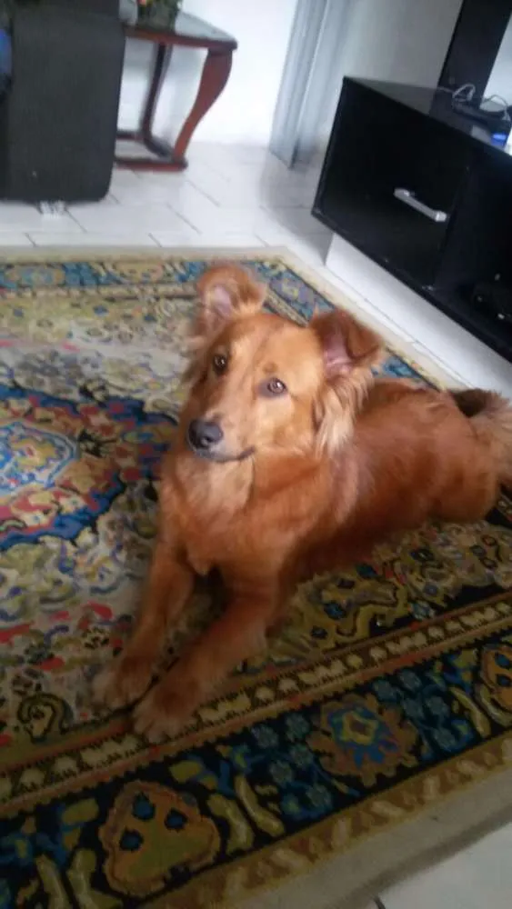 Cachorro ra a Indefinida idade 1 ano nome Duquesa