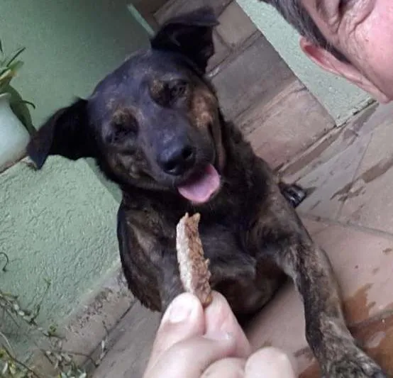 Cachorro ra a Virá lata idade 3 anos nome Nina