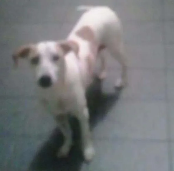 Cachorro ra a Não definida idade 5 anos nome Lilica