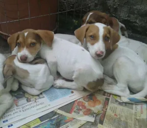 Cachorro raça SRD idade 2 a 6 meses nome Sem nome