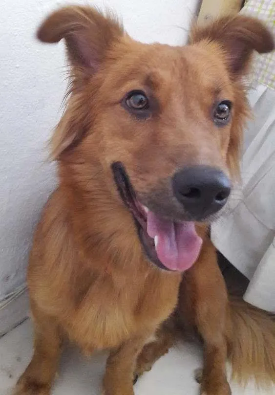 Cachorro ra a Indefinida idade 1 ano nome Duquesa