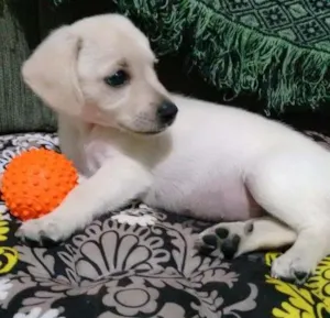Cachorro raça  idade 2 a 6 meses nome Cristal