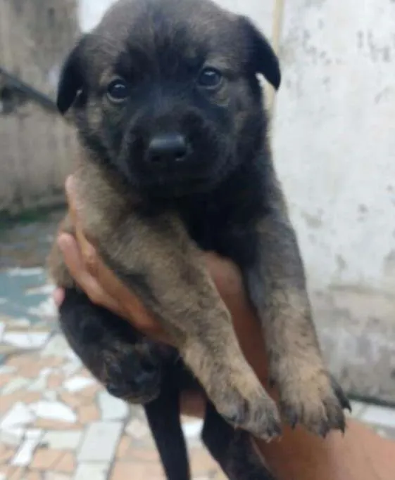 Cachorro ra a Vira lata  idade Abaixo de 2 meses nome Sem nome