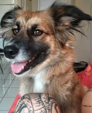 Cachorro raça Indefinida idade 3 anos nome Lili