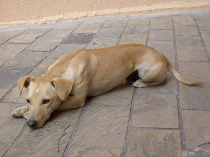 Cachorro raça Sem raça idade 6 ou mais anos nome Tukinho