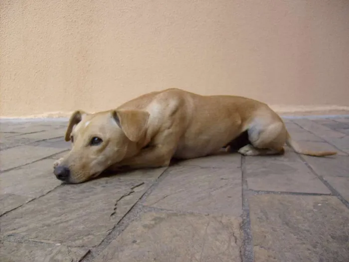 Cachorro raça Sem raça idade 6 ou mais anos nome Tukinho