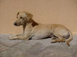 Cachorro raça Sem raça idade 6 ou mais anos nome Tukinho