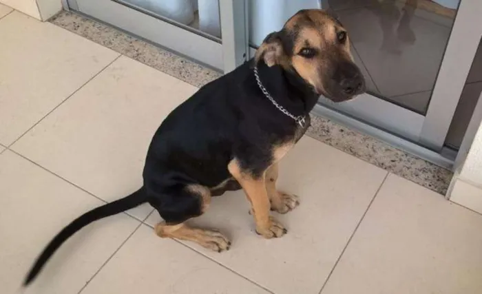 Cachorro raça SRD idade 2 a 6 meses nome Som