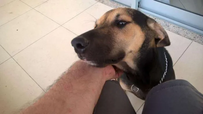 Cachorro raça SRD idade 2 a 6 meses nome Som