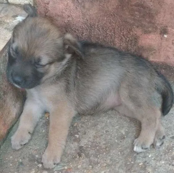 Cachorro ra a Indeterminada idade 2 a 6 meses nome Brisa