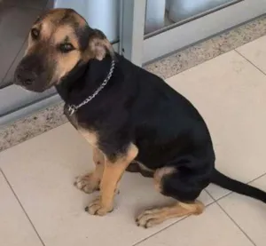 Cachorro raça SRD idade 2 a 6 meses nome Som