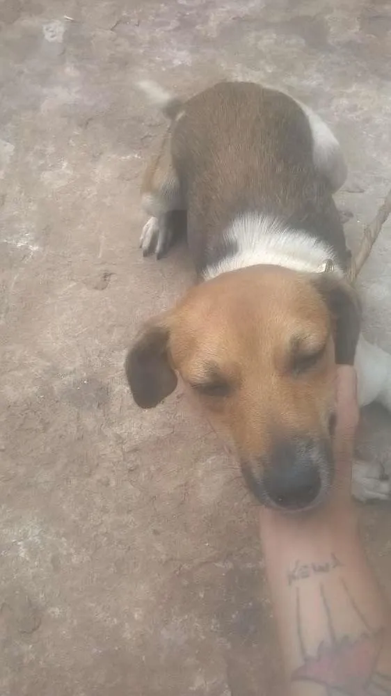 Cachorro raça viralata idade 1 ano nome safira