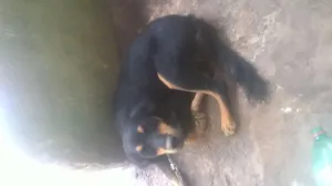 Cachorro raça srd idade 1 ano nome leao