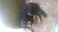 leao