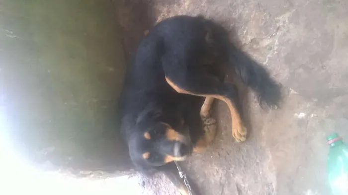 Cachorro raça sed idade 1 ano nome leao